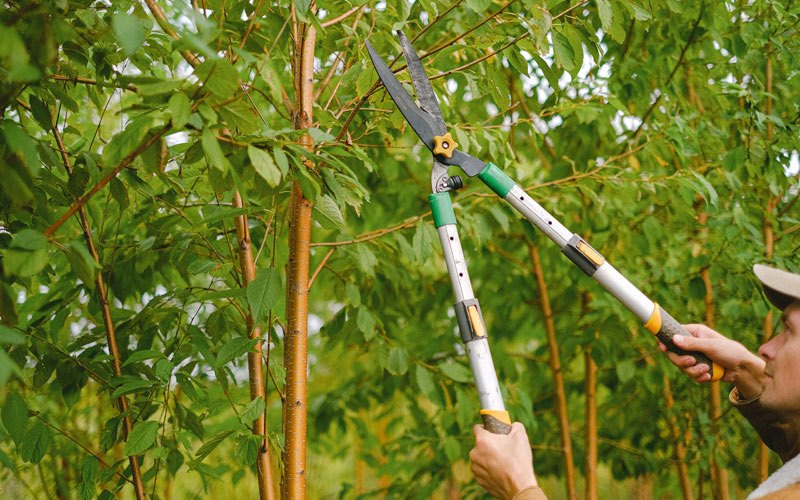 Tree trimming in Elroy, WI